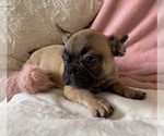 Small #5 French Bulldog