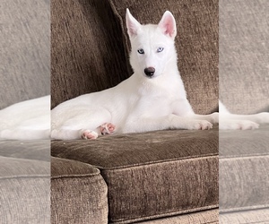Siberian Husky Puppy for sale in DETROIT, MI, USA