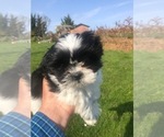 Small Photo #8 Shih Tzu Puppy For Sale in CORVALLIS, OR, USA