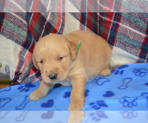 Medium Photo #31 Golden Retriever Puppy For Sale in OWEN, WI, USA