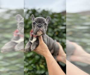 French Bulldog Puppy for Sale in METUCHEN, New Jersey USA