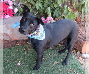 Mutt Dogs for adoption in Oklahoma City, OK, USA