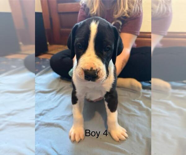 Medium Photo #1 Great Dane Puppy For Sale in RUSSELL, IA, USA