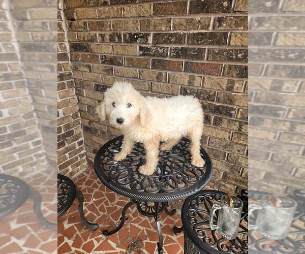Medium Photo #6 Pyredoodle Puppy For Sale in BIRMINGHAM, AL, USA