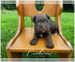Puppy 2 Schnauzer (Miniature)
