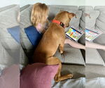 Small #18 Staffordshire Bull Terrier Mix