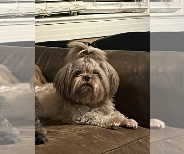 Medium Photo #1 Shih Tzu Puppy For Sale in NEW BOSTON, TX, USA