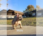 Puppy 2 French Bulldog