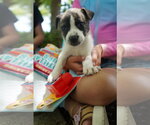 Small Catahoula Leopard Dog-Mountain Cur Mix