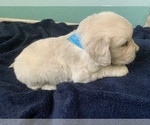 Puppy 0 English Cream Golden Retriever