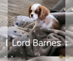 Puppy Lord Barnes Cavalier King Charles Spaniel