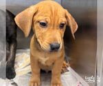 Erni - Male Labrador Retriever-Unknown Mix Dog for Adoption - Small photo