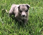 Small Photo #3 Australian Shepherd Puppy For Sale in SILVER CREEK, MS, USA