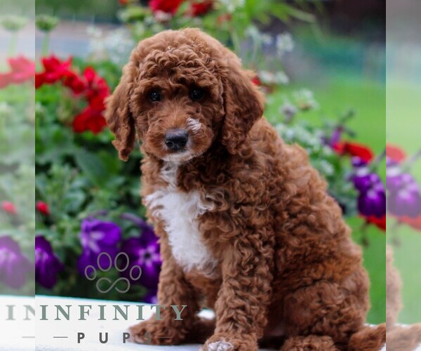 Medium Photo #1 Goldendoodle (Miniature) Puppy For Sale in LITITZ, PA, USA
