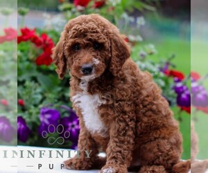 Goldendoodle (Miniature) Puppy for sale in LITITZ, PA, USA