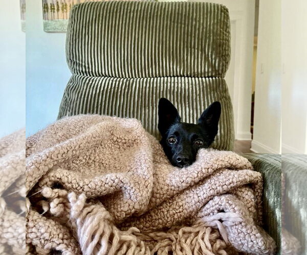 Medium Photo #2 Chihuahua-Unknown Mix Puppy For Sale in Spring Lake, NC, USA