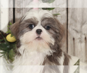Shih Tzu Puppy for sale in MOUNT VERNON, OH, USA
