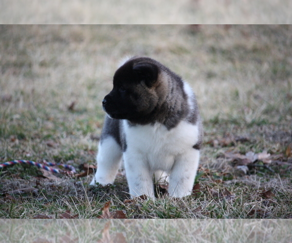 Medium Photo #20 Akita Puppy For Sale in STRAFFORD, MO, USA