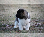 Small Photo #20 Akita Puppy For Sale in STRAFFORD, MO, USA