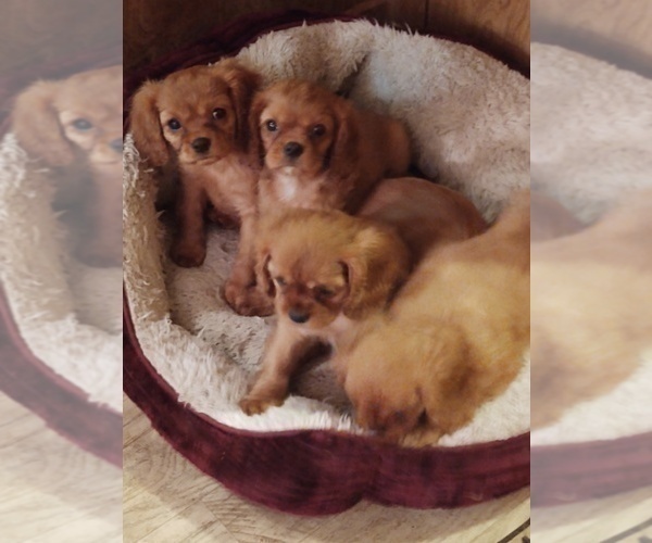 Medium Photo #2 Cavalier King Charles Spaniel Puppy For Sale in PORT ORCHARD, WA, USA