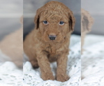 Small Photo #6 Goldendoodle (Miniature) Puppy For Sale in CRESTON, OH, USA