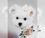 Small #18 Maltese