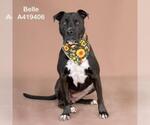 Small #1 American Pit Bull Terrier Mix