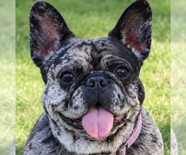 Medium Photo #9 French Bulldog-Unknown Mix Puppy For Sale in Lake Forest, CA, USA