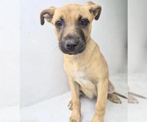 Labrador Retriever Dogs for adoption in Houston, TX, USA