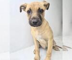 Small Labrador Retriever