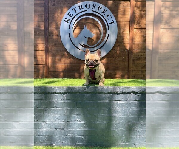 Medium Photo #1 French Bulldog Puppy For Sale in LUCAS, TX, USA