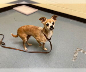 Chihuahua Dogs for adoption in Denver, CO, USA