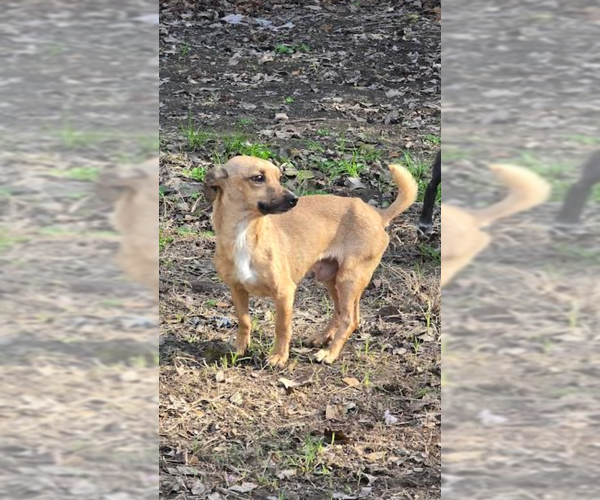 Medium Photo #4 Chihuahua Puppy For Sale in Oakhurst, NJ, USA