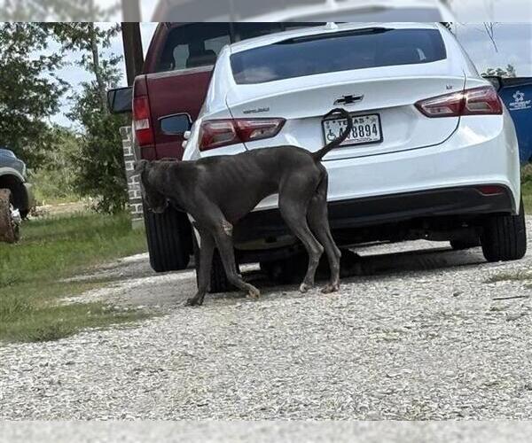 Medium Photo #1 Great Dane-Unknown Mix Puppy For Sale in Houston, TX, USA