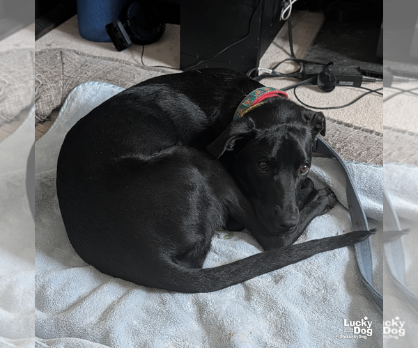 Medium Photo #8 Labrador Retriever-Retriever  Mix Puppy For Sale in Washington, DC, USA
