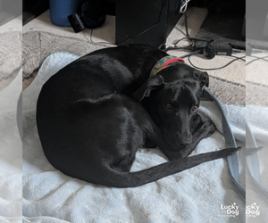 Milee - Female Labrador Retriever-Retriever  Mix Dog for Adoption - Photo #6