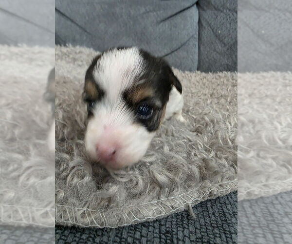 Medium Photo #2 Yorkshire Terrier Puppy For Sale in ALEXANDER CITY, AL, USA
