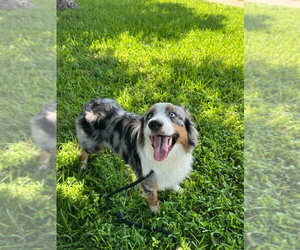 Kiefer - Male Australian Shepherd Dog for Adoption - Photo #13