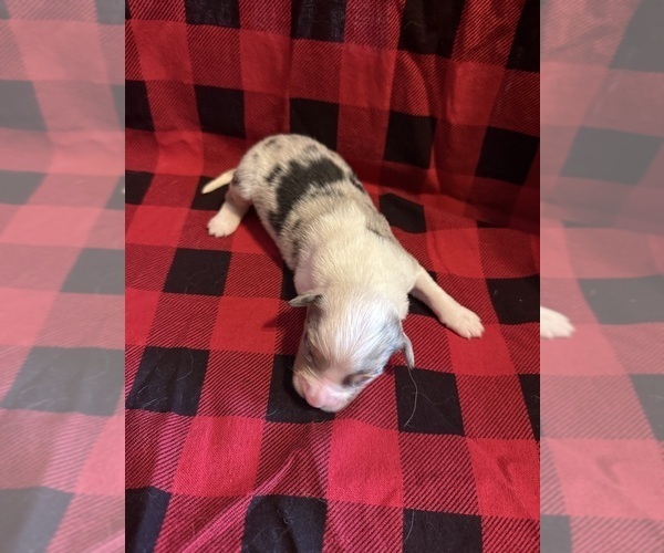 Medium Photo #3 Australian Shepherd Puppy For Sale in EUSTIS, FL, USA