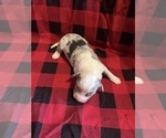 Small #2 Australian Shepherd