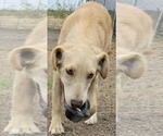 Small #24 Golden Labrador
