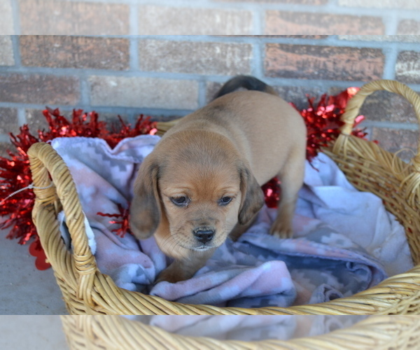Medium Photo #37 Jug Puppy For Sale in GREENWOOD, WI, USA