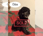 Small Photo #9 Labradoodle Puppy For Sale in HALIFAX, PA, USA
