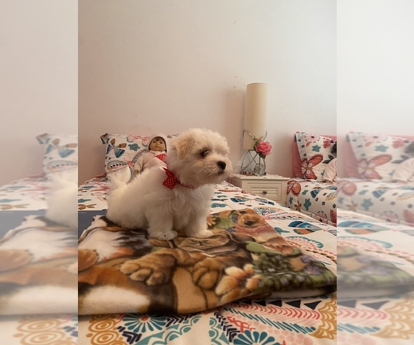 Medium Photo #1 Maltese Puppy For Sale in CLEWISTON, FL, USA