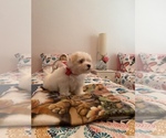 Small Photo #1 Maltese Puppy For Sale in CLEWISTON, FL, USA