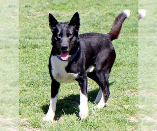 Medium Photo #3 Akita-Border Collie Mix Puppy For Sale in Kansas City, MO, USA