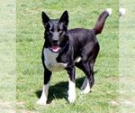 Small #2 Akita-Border Collie Mix