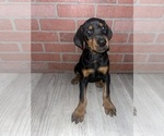 Small #1 Doberman Pinscher