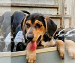 Small #3 Catahoula Leopard Dog-Rottweiler Mix