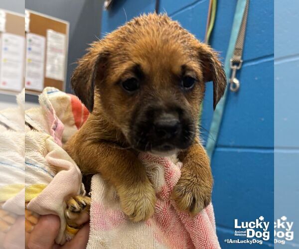 Medium Photo #2 Retriever -Unknown Mix Puppy For Sale in Washington, DC, USA